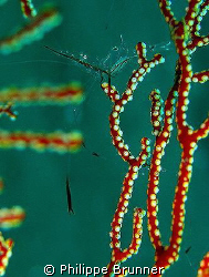 Sur cette gorgone des centaines de petites crevettes tran... by Philippe Brunner 